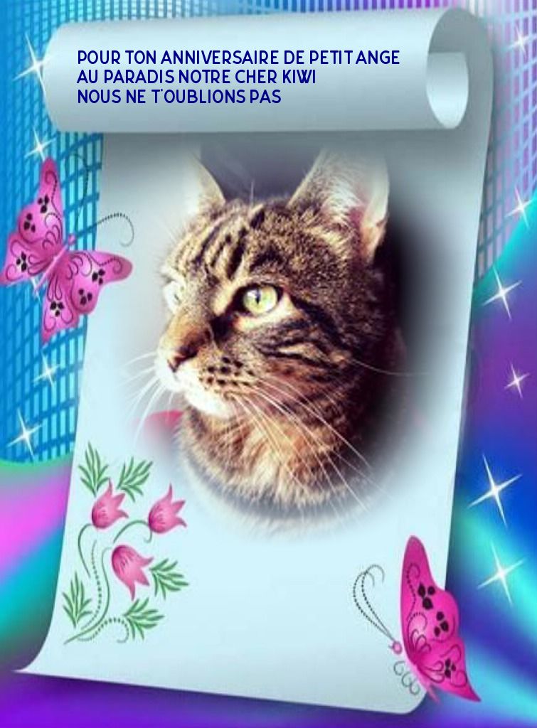Nous te souhaitons un peu en retard ton anniversaire de petit ange notre cher kIWI ♥♥