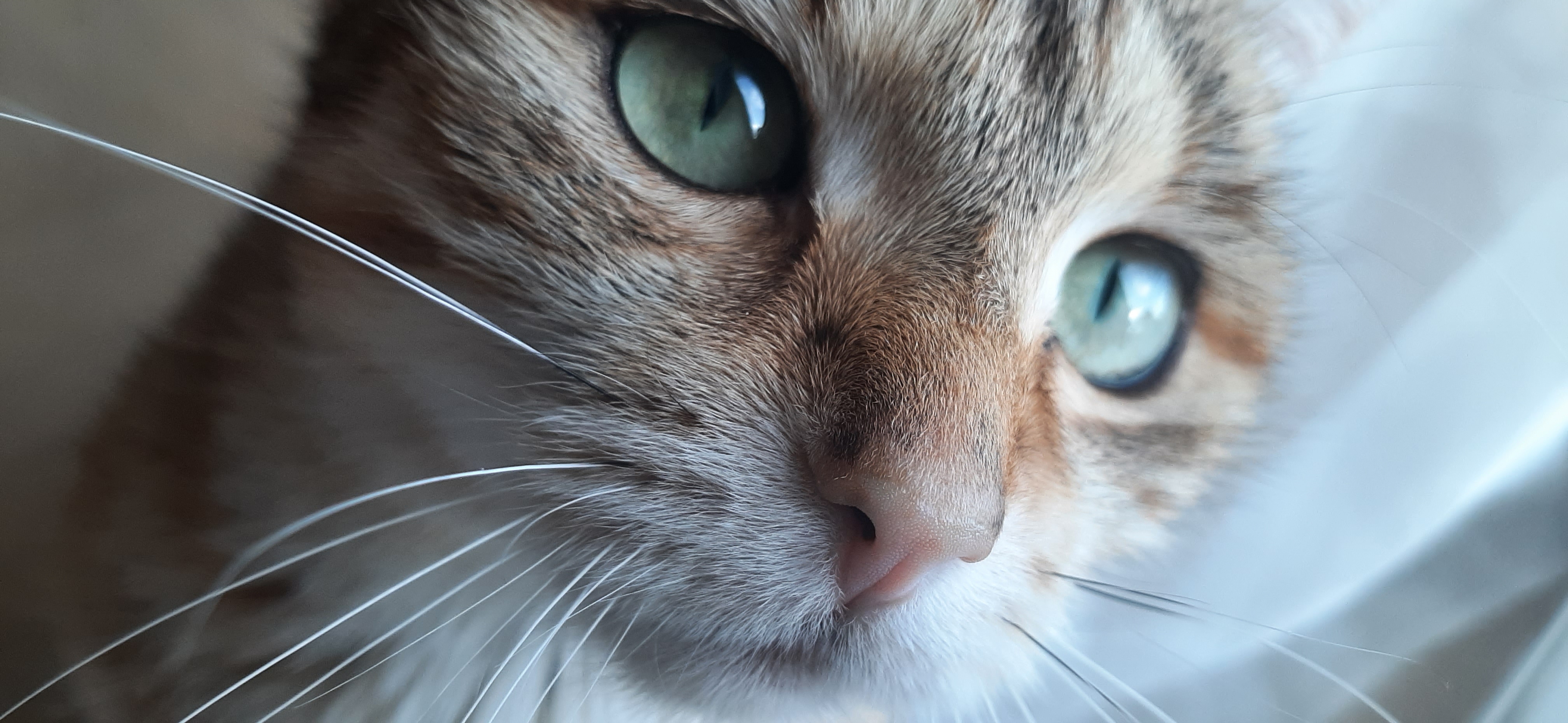 Nala